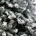 NNEDSZ Christabelle Snow-Tipped Artificial Christmas Tree 1.5m - 550 Tips
