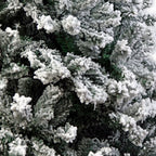 Christabelle 2.4m Snow-Tipped Christmas Tree – 1,500 Tips